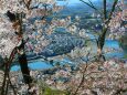 桜の中の錦帯橋