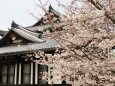 郡山城の桜