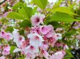 東紀州遅咲きの桜