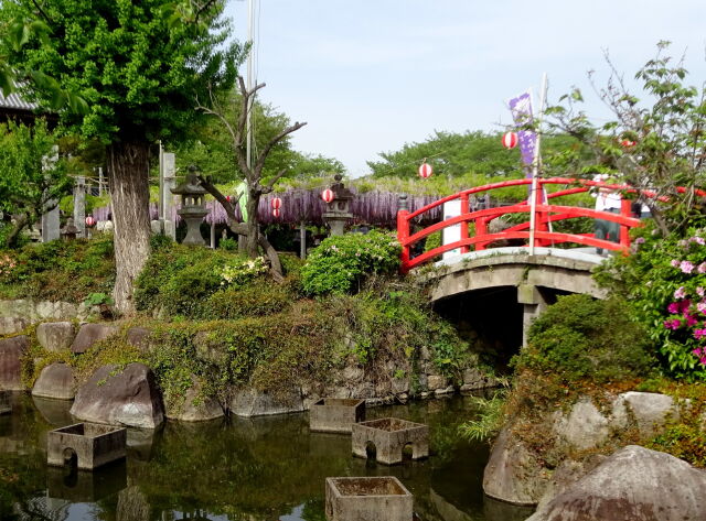 神社に藤の花が咲く頃