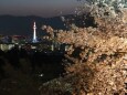 清水寺の夜桜と京都タワー