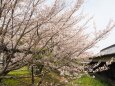 郡山城の桜