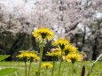 郡山城址公園の桜とたんぽぽ