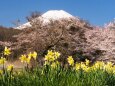 忍野村の桜と水仙と富士山