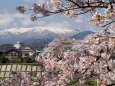 白石川堤の桜と蔵王山