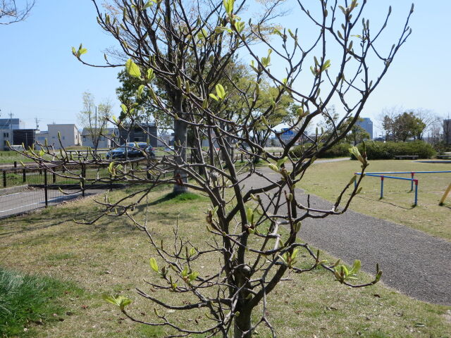 木蓮の花も散って 2024年