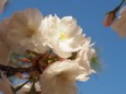 平野神社の桜