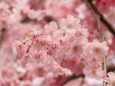 平安神宮のしだれ桜