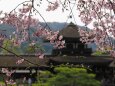 平安神宮のしだれ桜