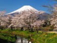 忍野村の桜と富士山