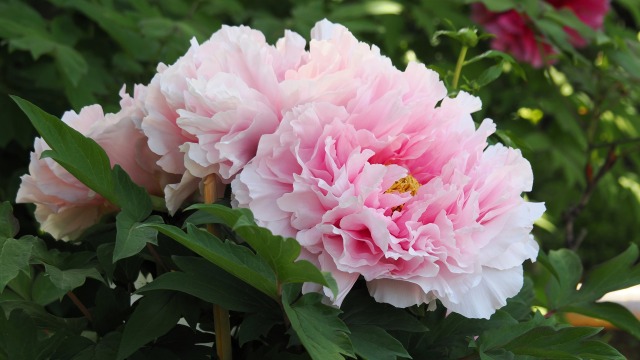 大師公園の牡丹