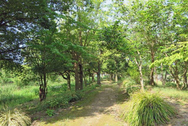新緑の遊歩道