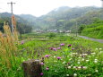 花咲く山村への道