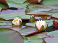 睡蓮の咲く池 3