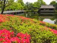 春の昭和記念公園