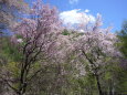 五月の山桜