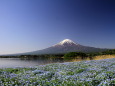 ネモフィラ&富士山