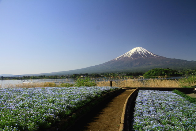 ネモフィラの道