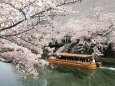 岡崎疏水の桜と十石舟