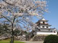 白石城の桜