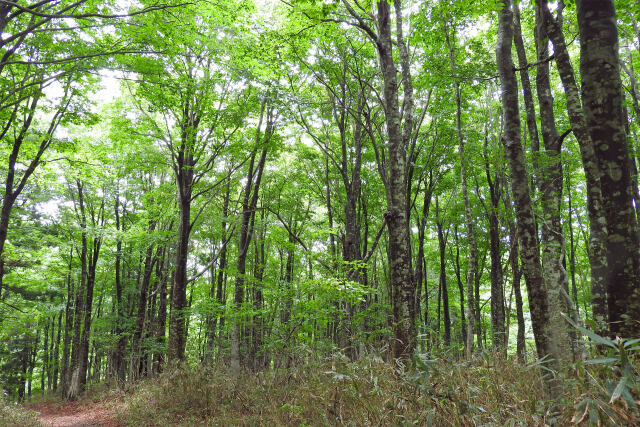 新緑のブナ林