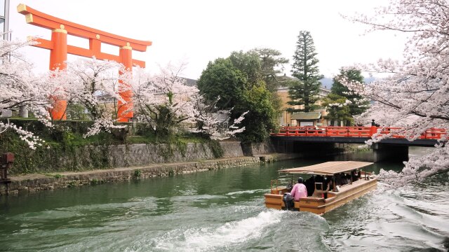 岡崎疏水の桜と十石舟と大鳥居