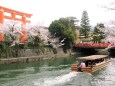 岡崎疏水の桜と十石舟と大鳥居