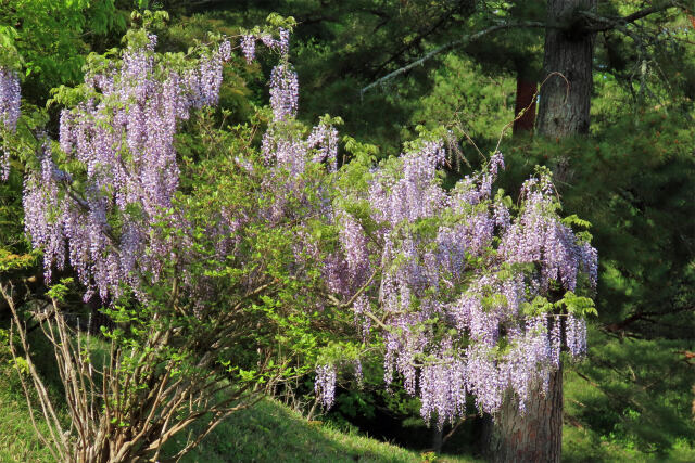 山に咲く藤の花