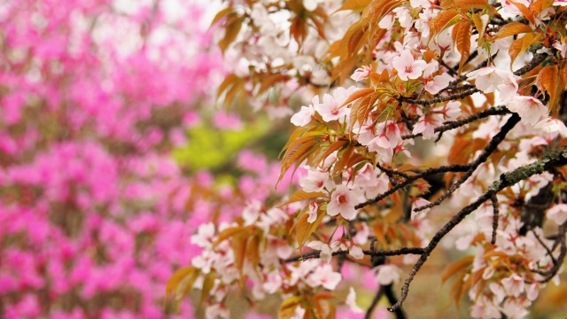 嵐山の桜