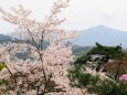 嵐山の桜