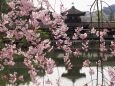 平安神宮神苑のしだれ桜