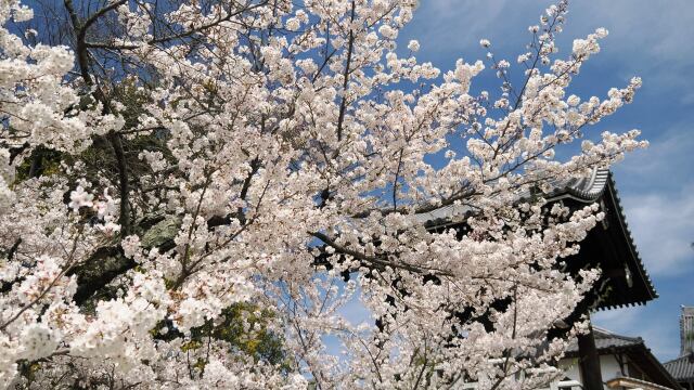 金戒光明寺の桜