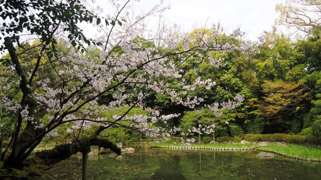 春の平安神宮神苑