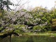 春の平安神宮神苑