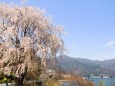 河口湖のしだれ桜