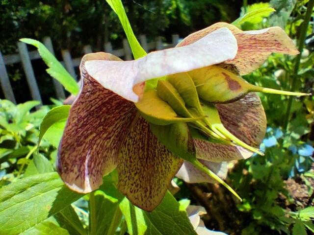 クリスマスローズ