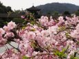 平安神宮神苑のしだれ桜