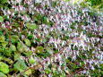 斜面に咲いているユキノシタ