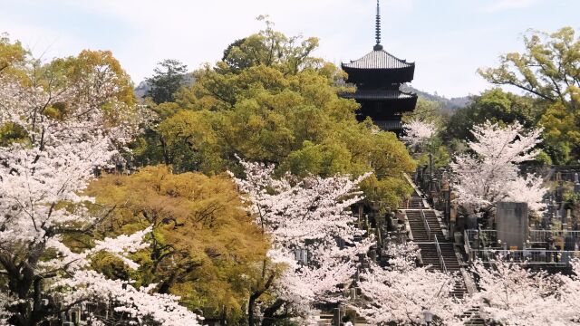 金戒光明寺の桜