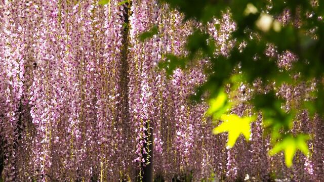 平等院の藤と青もみじ