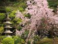 平安神宮神苑のしだれ桜