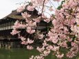 平安神宮神苑のしだれ桜