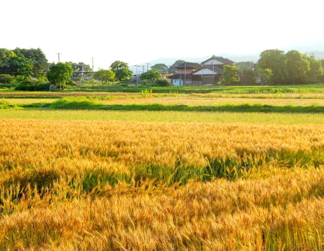 麦秋の里景色