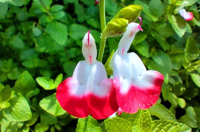 チェリーセージ