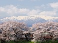 白石川堤の桜と蔵王山