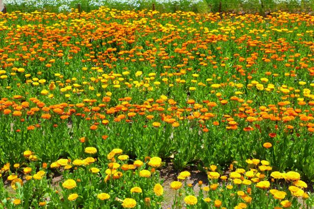 春の布引ハーブ園