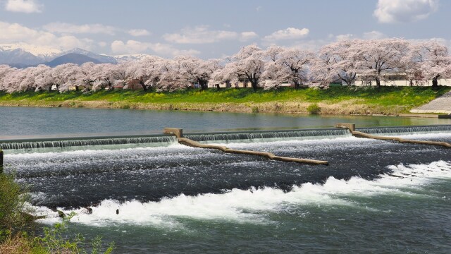 白石川堤の桜