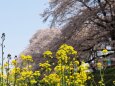 白石川堤の桜と菜の花