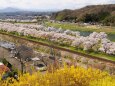 白石川堤の千本桜