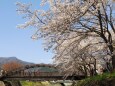 河口湖の桜
